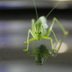 Illustration for article titled Shooting Challenge: Bugs Gallery (Part 5)